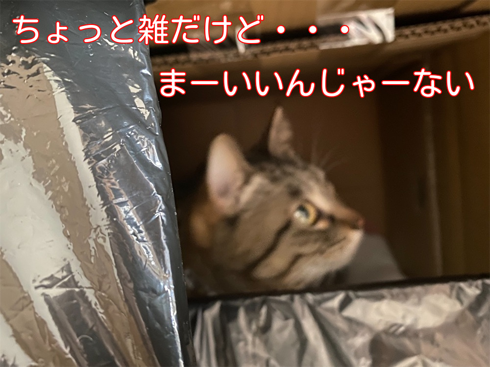 f:id:dogforest:20220103190559j:plain
