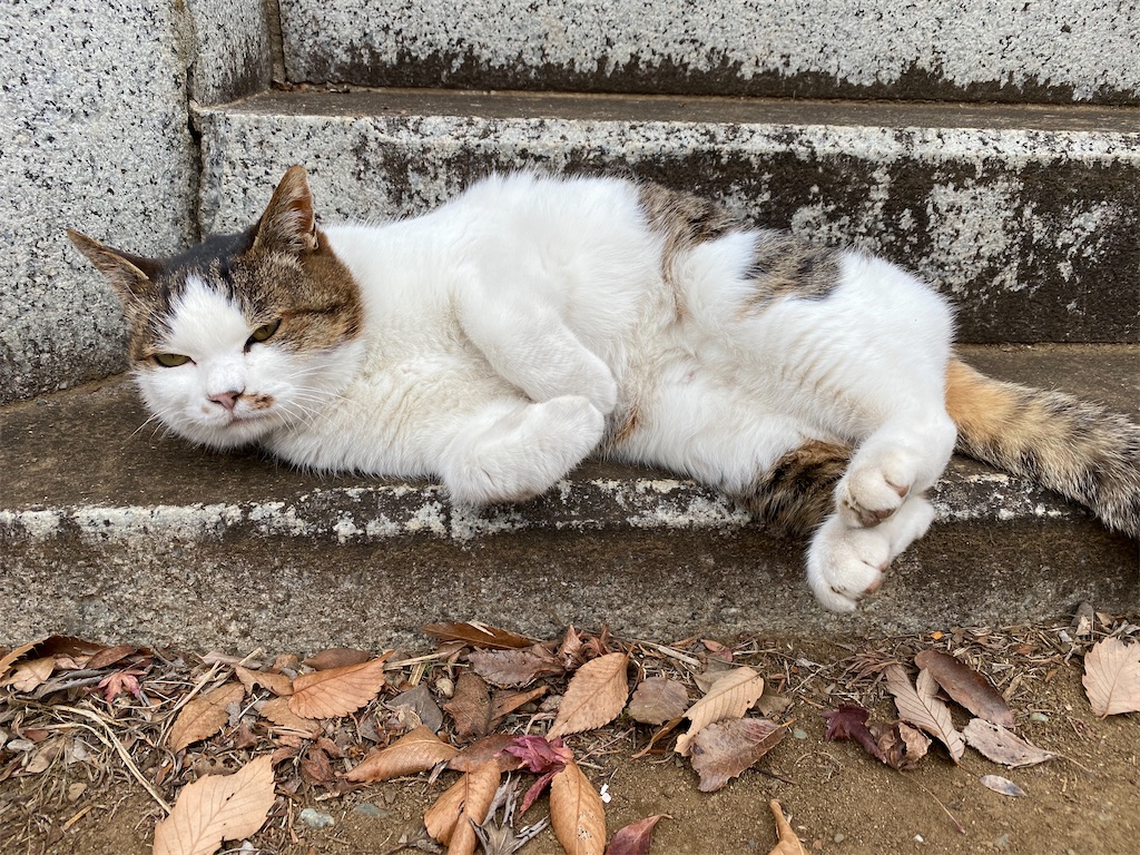 f:id:dogforest:20220103213022j:image