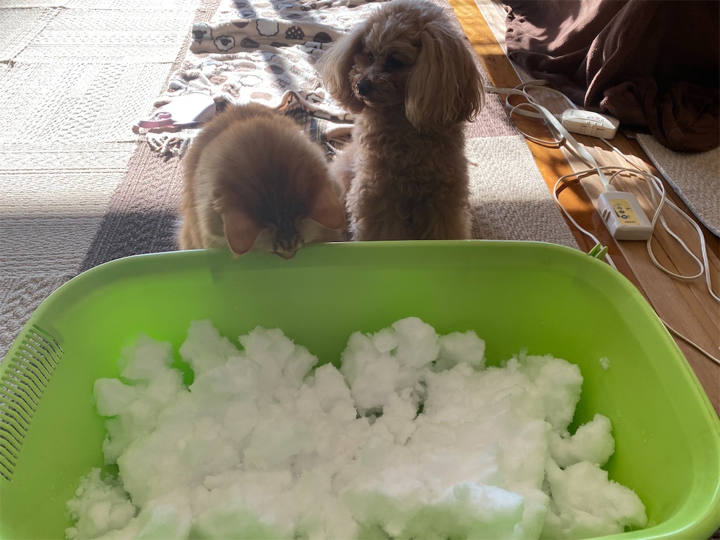 f:id:dogforest:20220107213854j:image