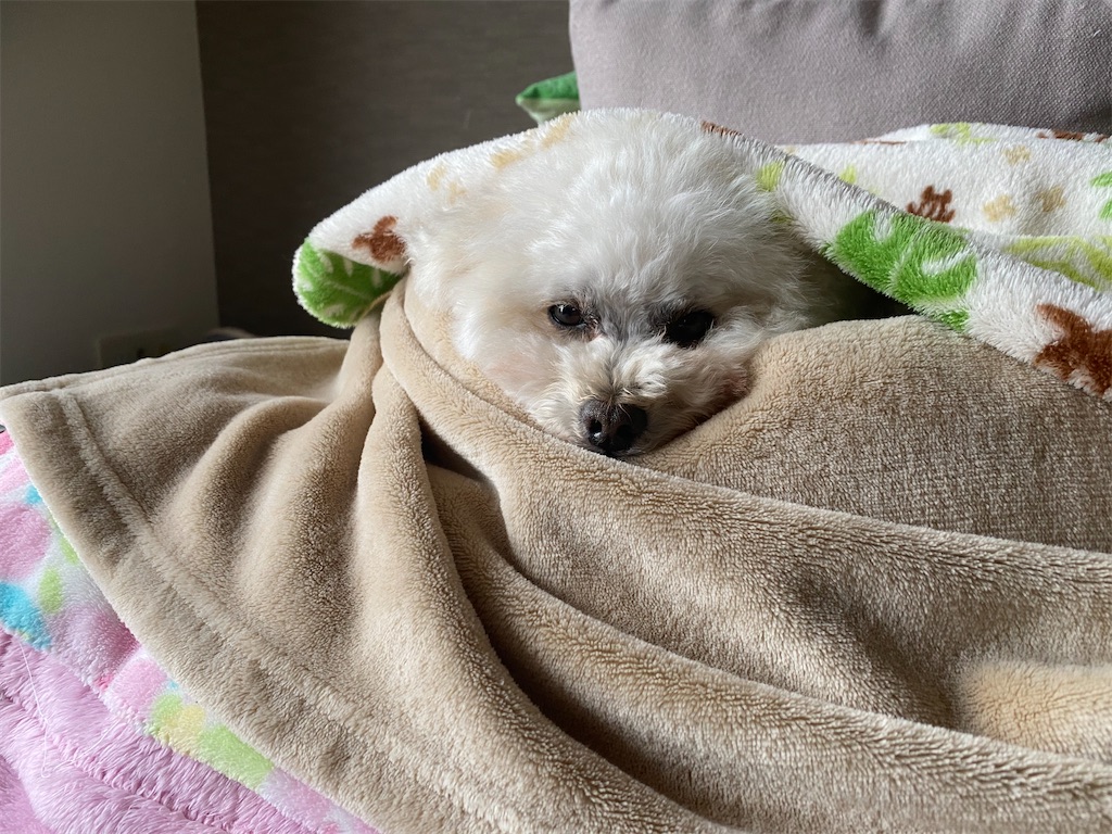 f:id:dogforest:20220107214425j:image