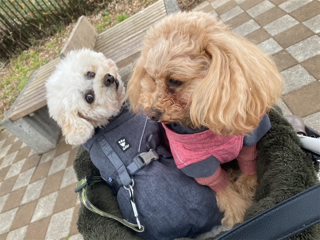 f:id:dogforest:20220107214545j:plain