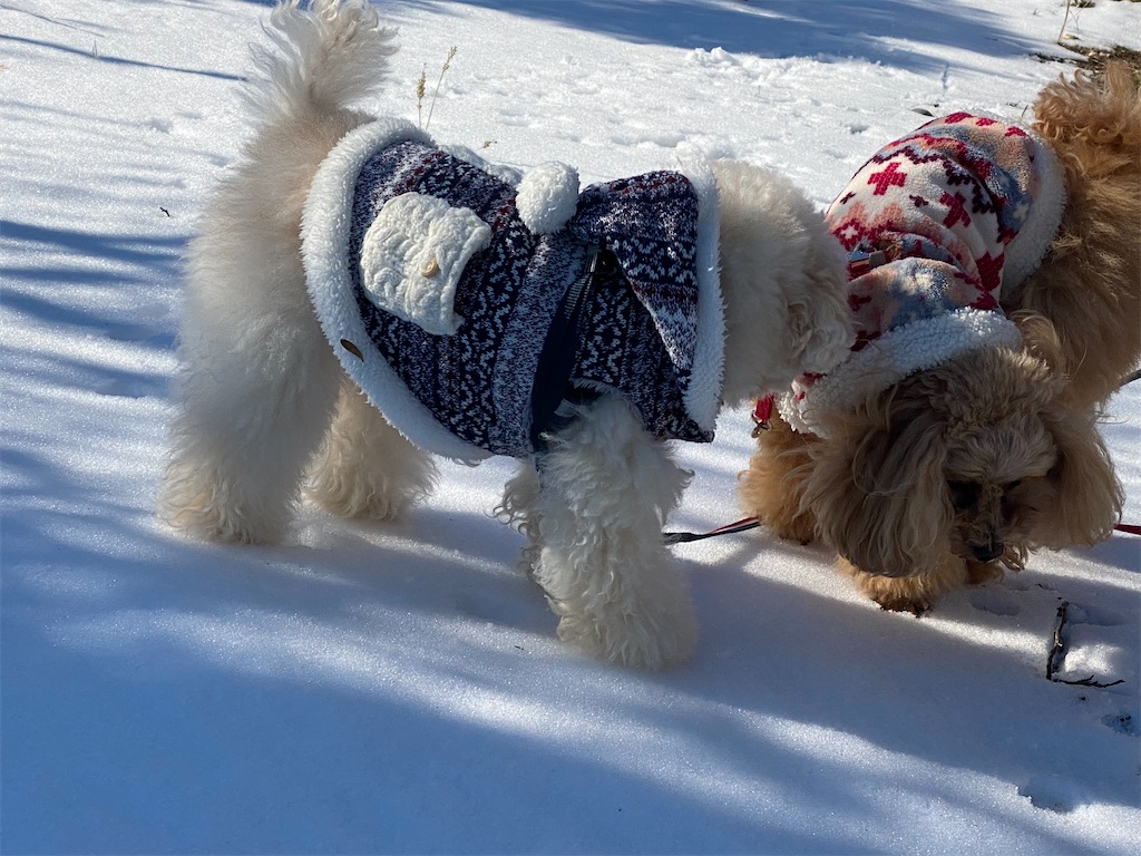 f:id:dogforest:20220108150345j:plain