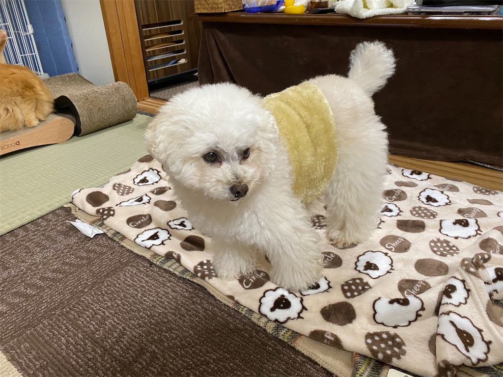 f:id:dogforest:20220116085109j:image