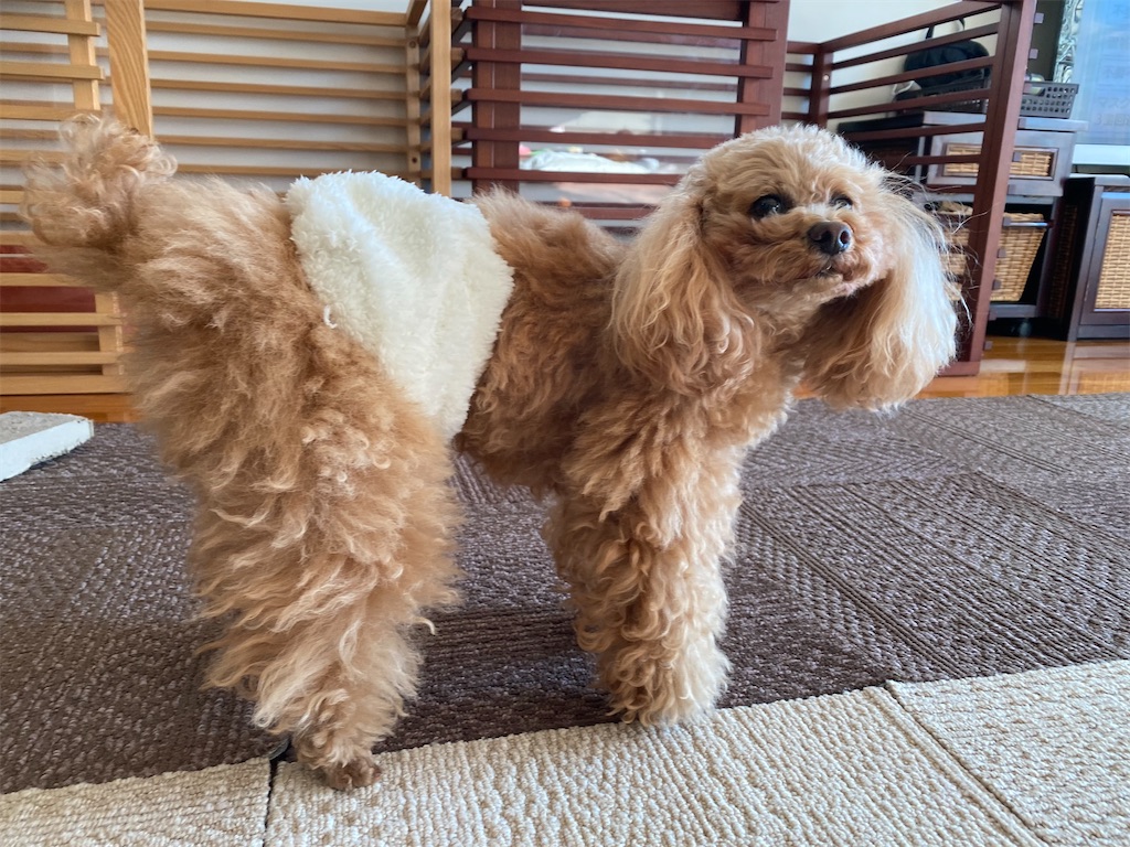 f:id:dogforest:20220120085706j:image