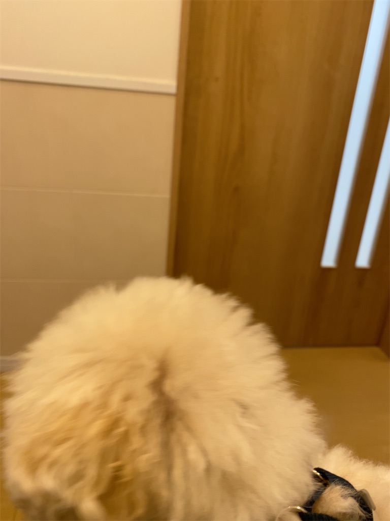 f:id:dogforest:20220130132907j:plain