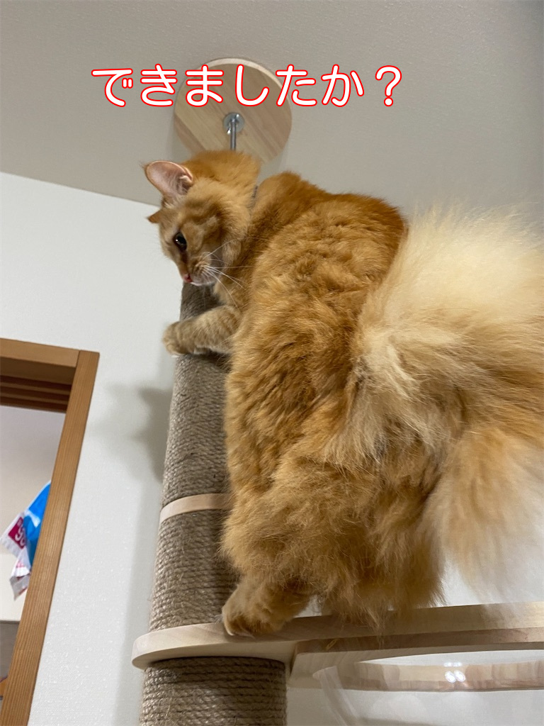 f:id:dogforest:20220130142102j:plain
