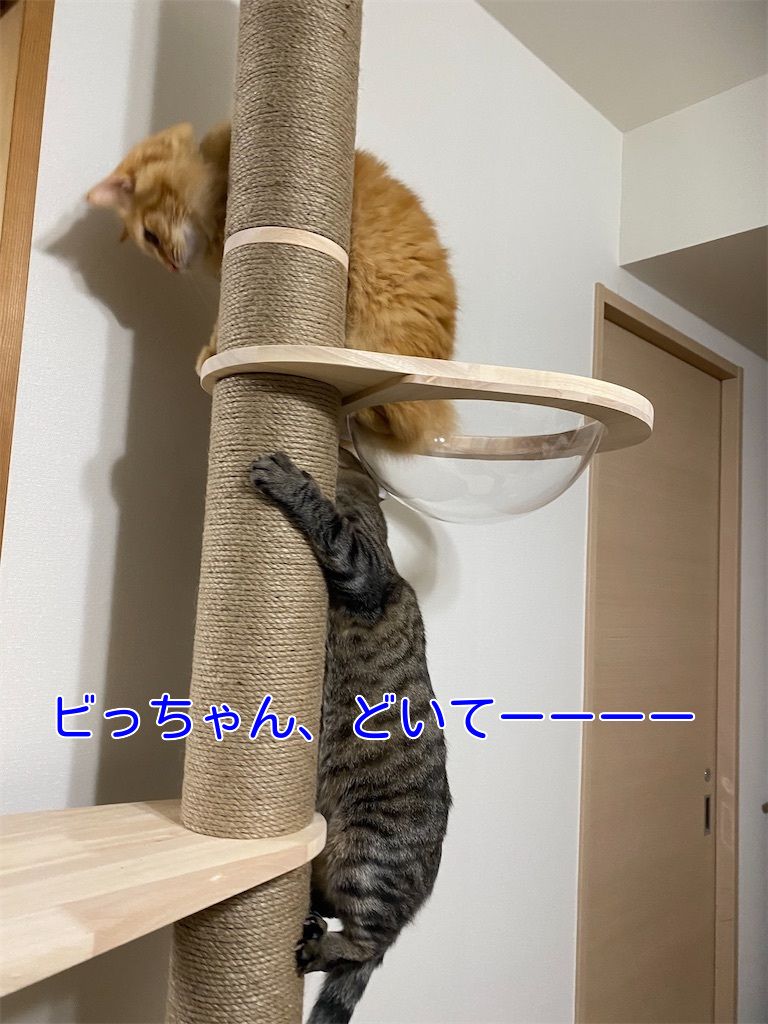 f:id:dogforest:20220130142114j:plain