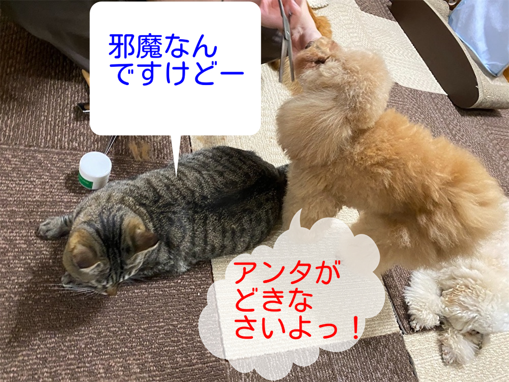 f:id:dogforest:20220206223414j:plain