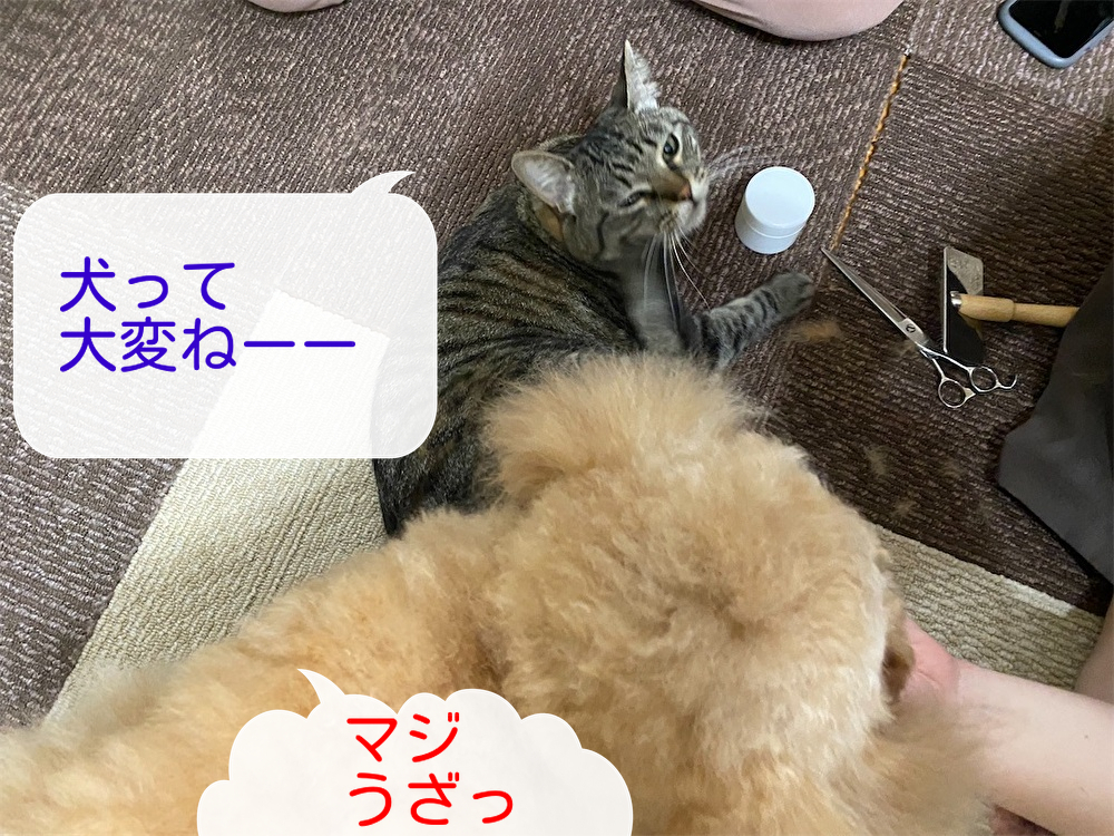 f:id:dogforest:20220206223959j:plain