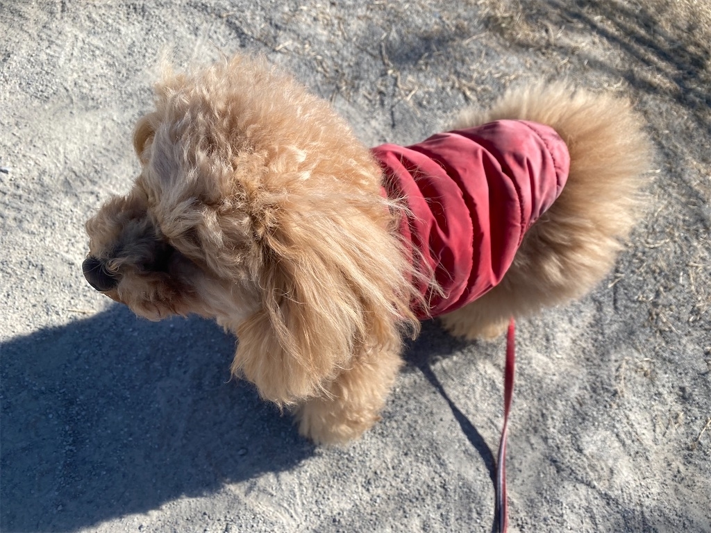 f:id:dogforest:20220207223337j:plain