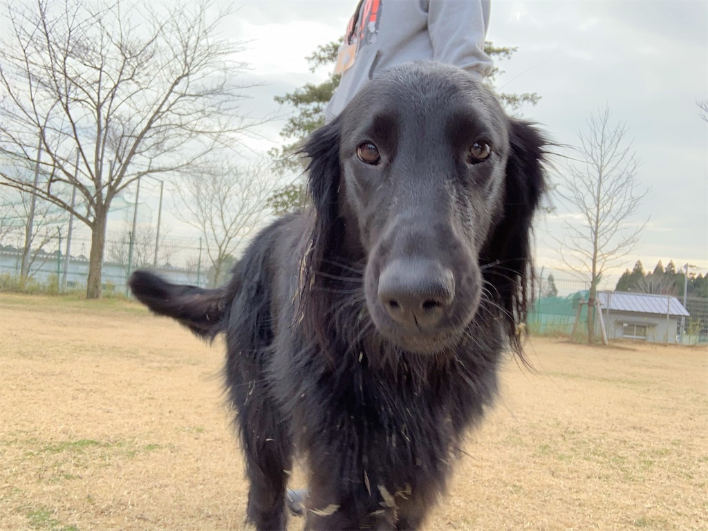 f:id:doggyparkbellhouse:20200301100103j:image
