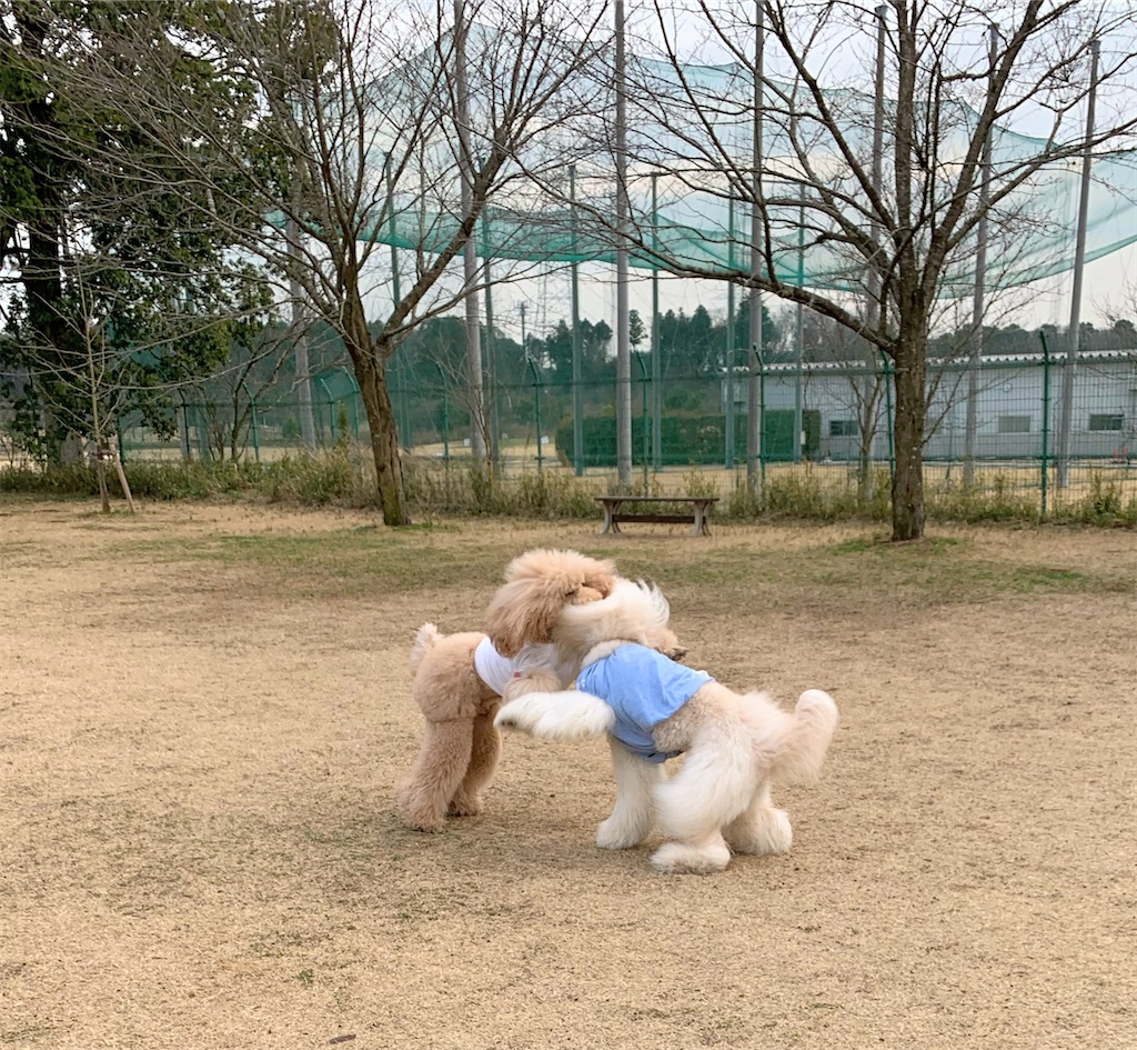 f:id:doggyparkbellhouse:20200301100832j:image