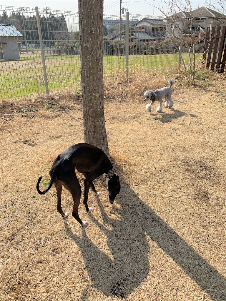 f:id:doggyparkbellhouse:20200301103003j:image