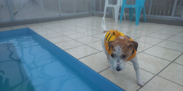 f:id:doggyparkbellhouse:20200329132448j:image
