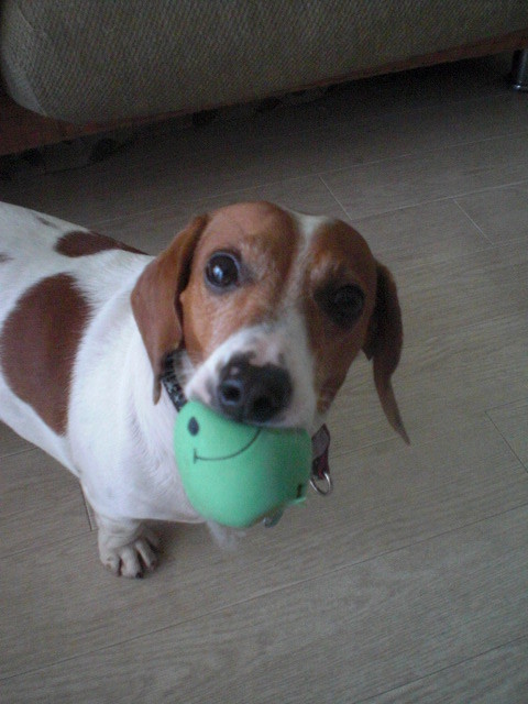 f:id:doglinlin:20120427013233j:image:w360