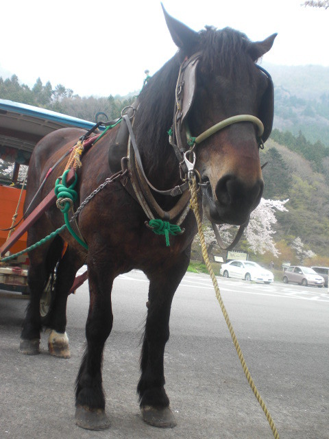 f:id:doglinlin:20120428193517j:image:w360