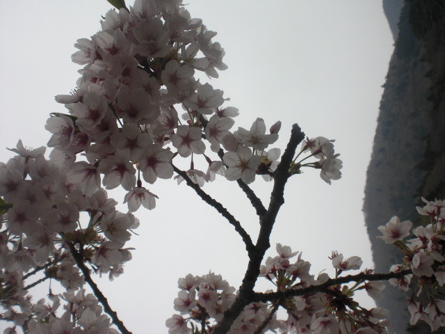 f:id:doglinlin:20120428193834j:image:w360