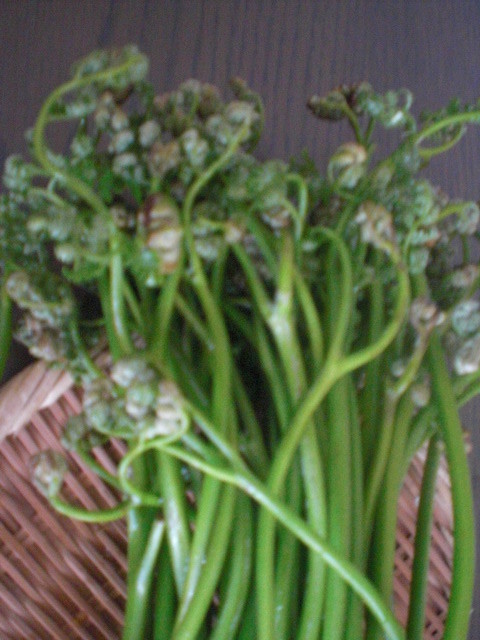 f:id:doglinlin:20120429004121j:image:w360