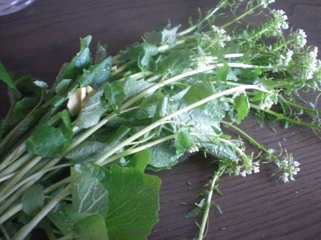 f:id:doglinlin:20120429004154j:image:w360