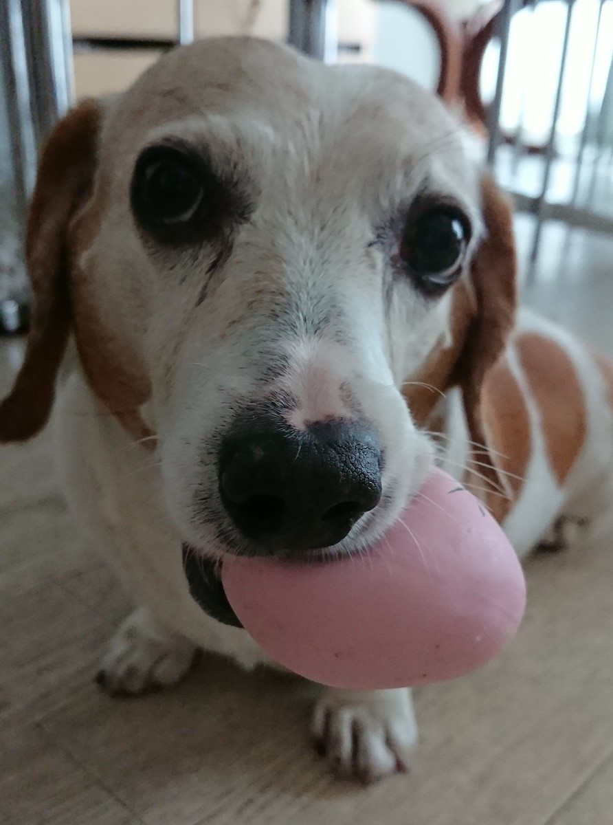 f:id:doglinlin:20190701062415j:plain f:id:doglinlin:20190701062415j:plain