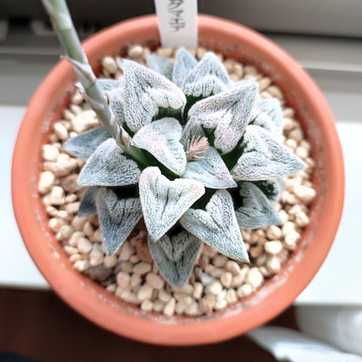 多肉植物 ハオルチア ドドソン紫オブツーサ(OB-1) 親株