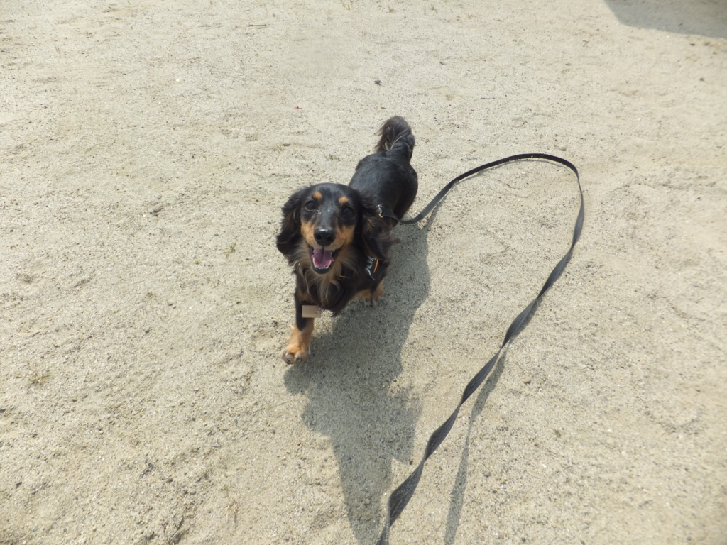 f:id:dogpalette40:20170608182429j:plain