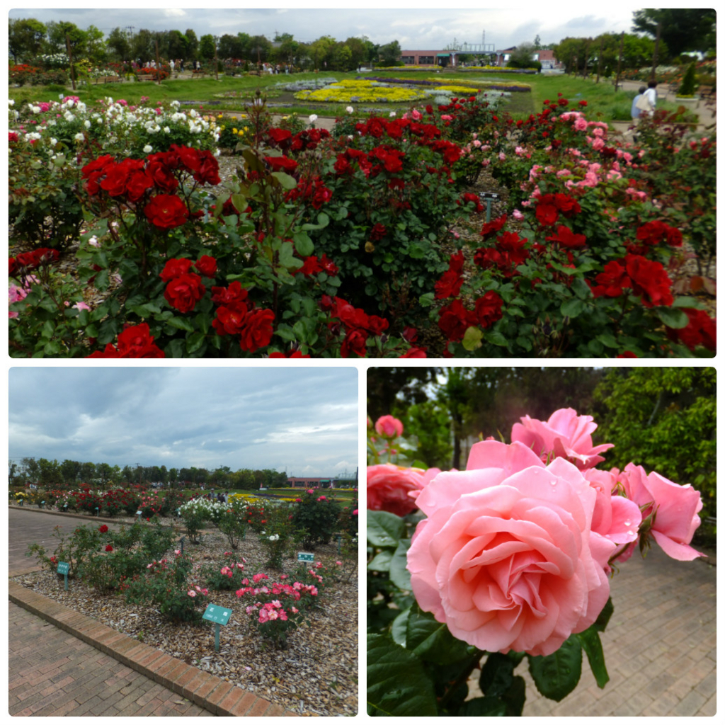 f:id:dogpalette40:20170608184247j:plain