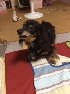 f:id:dogpalette40:20170815193819j:plain