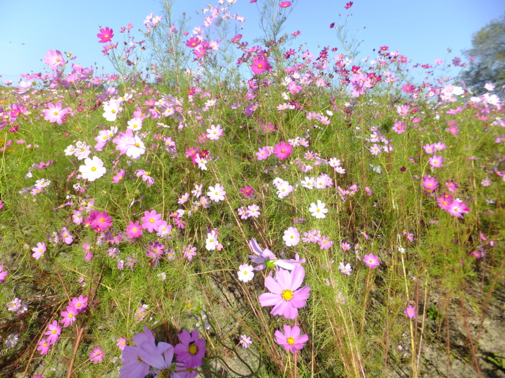 f:id:dogpalette40:20170926191317j:plain