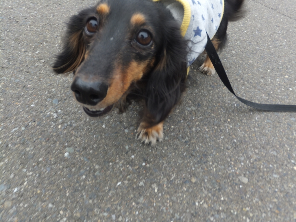 f:id:dogpalette40:20171210191632j:plain