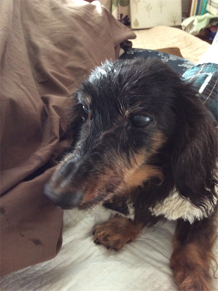 f:id:dogpalette40:20171220165943j:image