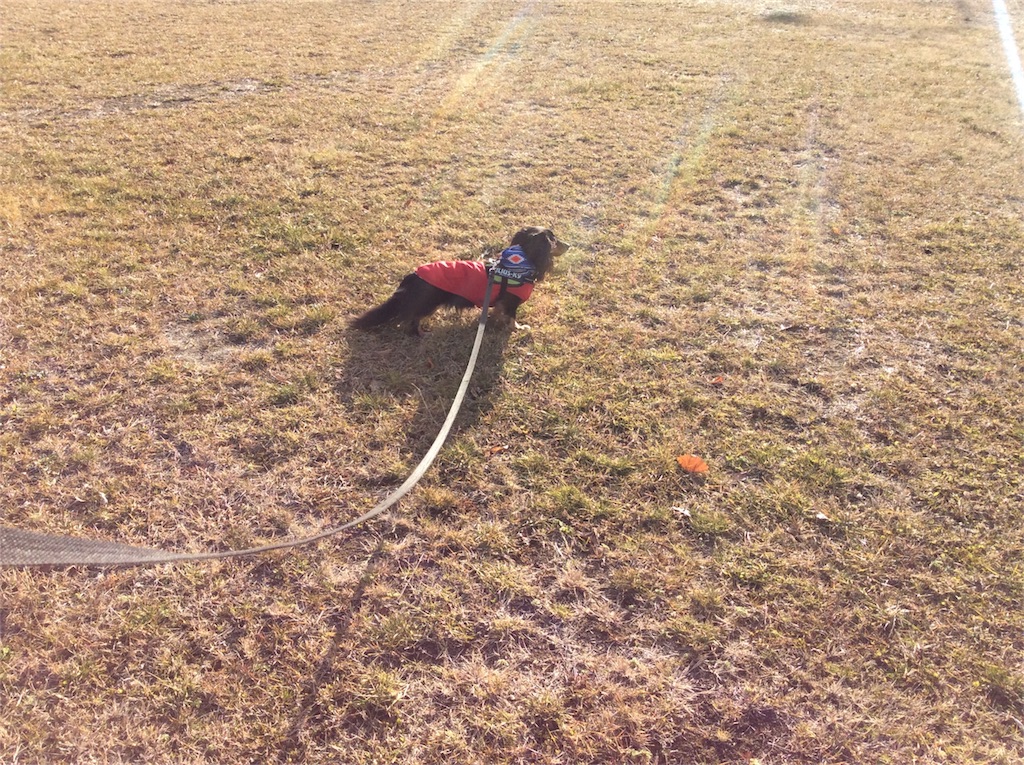 f:id:dogpalette40:20180102192005j:plain