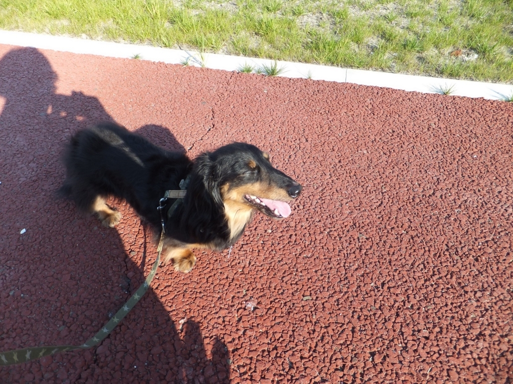 f:id:dogpalette40:20180102192453j:plain