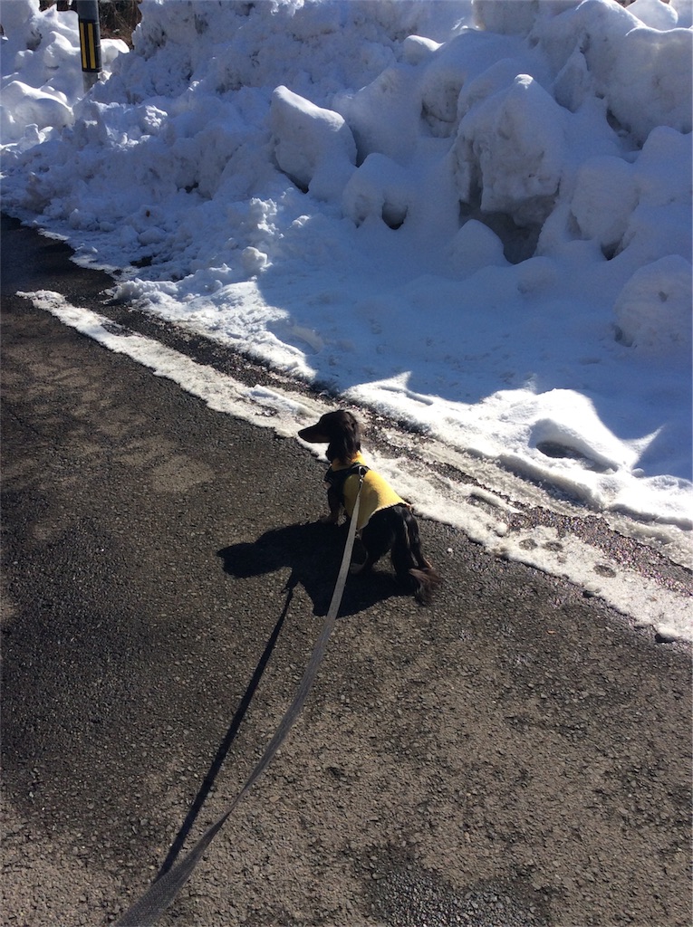 f:id:dogpalette40:20180111191332j:image