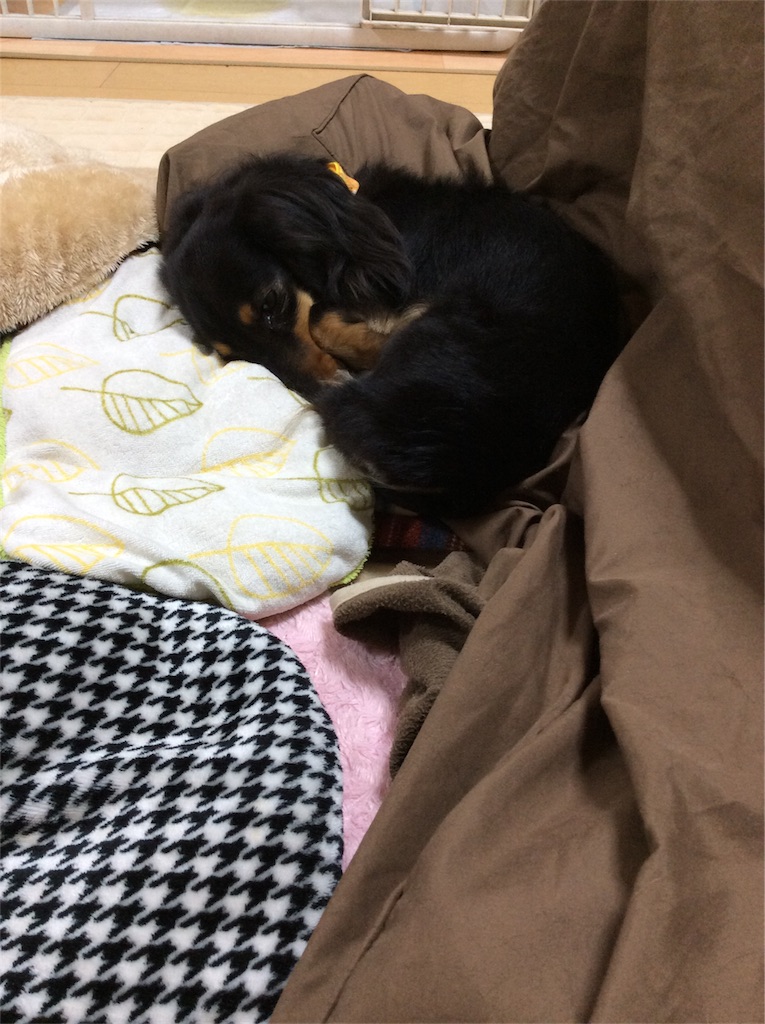 f:id:dogpalette40:20180115180946j:plain