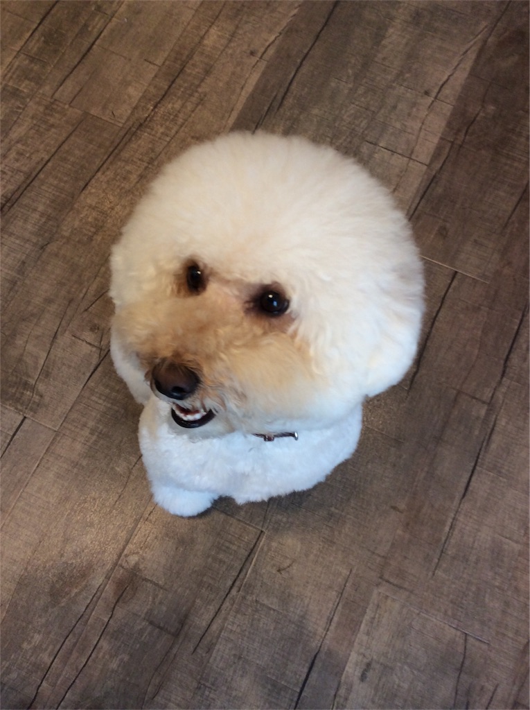 f:id:dogpalette40:20180129185333j:plain