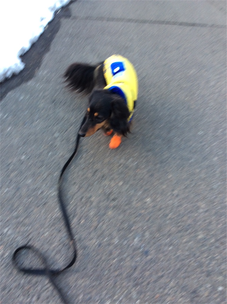 f:id:dogpalette40:20180130184412j:image