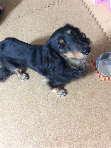 f:id:dogpalette40:20180217093900j:plain