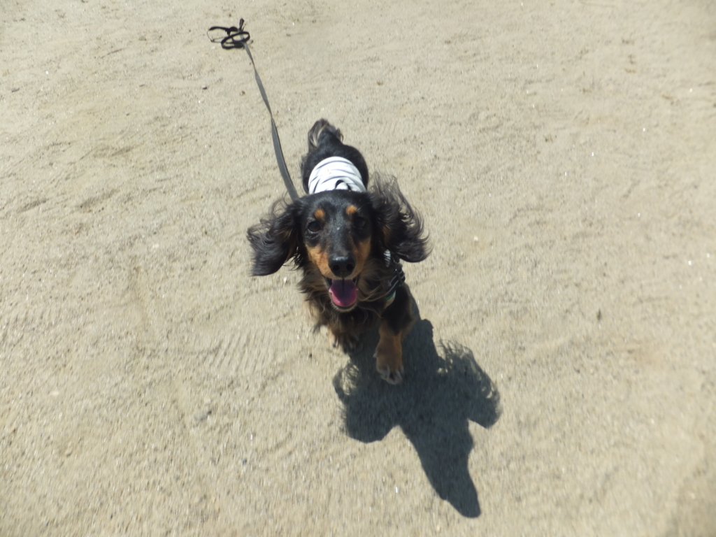 f:id:dogpalette40:20180228191812j:plain f:id:dogpalette40:20180228191812j:plain