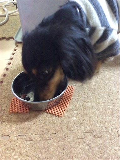 f:id:dogpalette40:20180302140627j:image