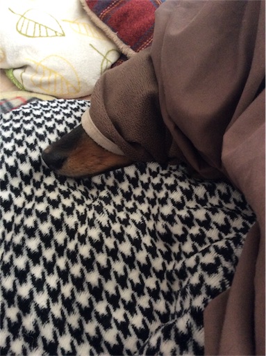 f:id:dogpalette40:20180306192134j:image