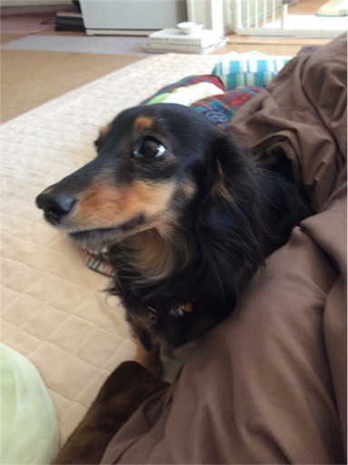 f:id:dogpalette40:20180306192457j:image