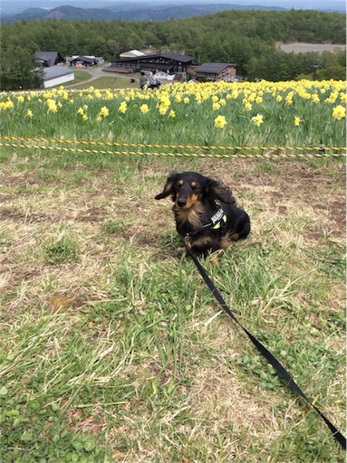 f:id:dogpalette40:20180509113853j:image