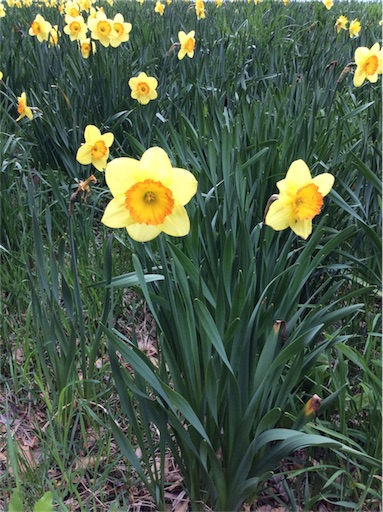 f:id:dogpalette40:20180509113905j:image