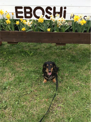 f:id:dogpalette40:20180509113928j:plain