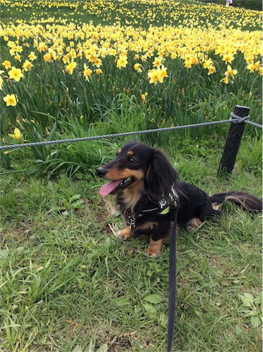 f:id:dogpalette40:20180509114027j:image