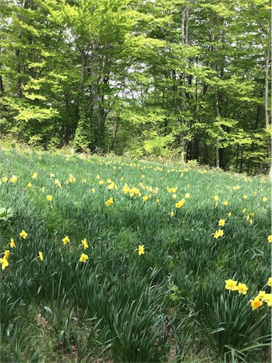 f:id:dogpalette40:20180509114051j:image