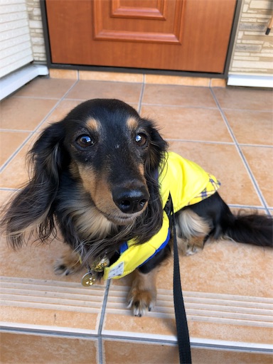 f:id:dogpalette40:20181219181459j:image f:id:dogpalette40:20181219181459j:image