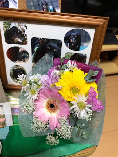 f:id:dogpalette40:20181223181657j:image