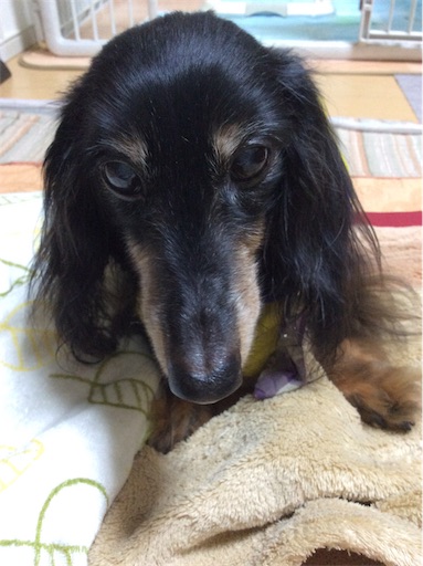 f:id:dogpalette40:20181223182129j:image